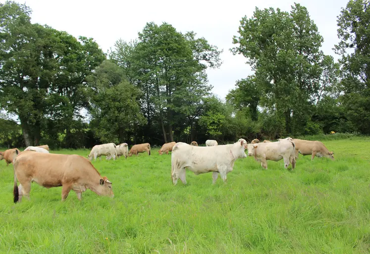 vaches pâturage engraissement charolaise aubrac