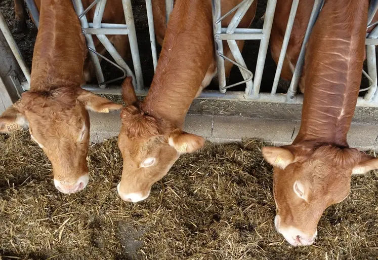 <em class="placeholder">vaches limousines ferme expérimentale de Thorigné d&#039;Anjou</em>