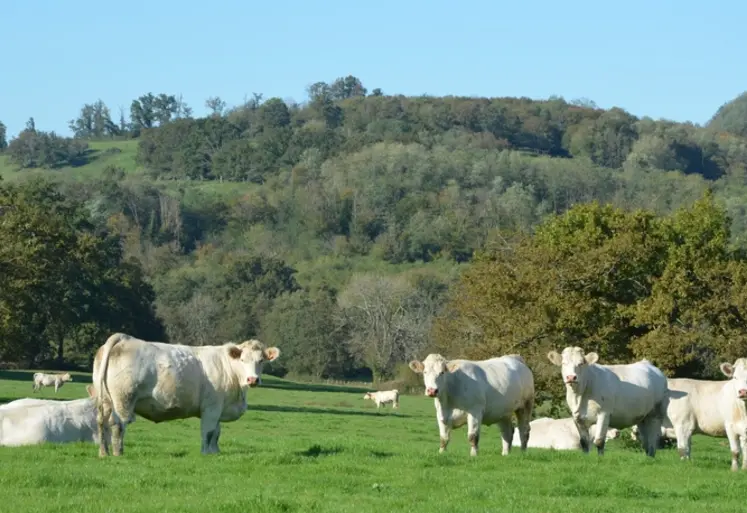 <em class="placeholder">vaches charolaises pâturage prairie</em>