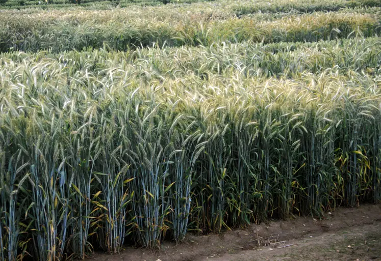 champ de triticale essais variétaux