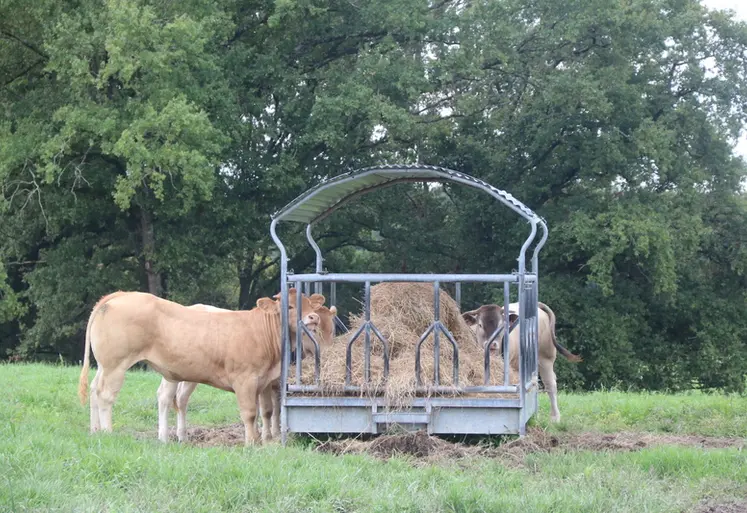 <em class="placeholder">Le troupeau blond d&#039;Aquitaine de ces éleveurs sélectionneurs des Landes est remonté sur la base d&#039;un éventail génétique assez large, mais toujours avec des index IV-Mat ...</em>