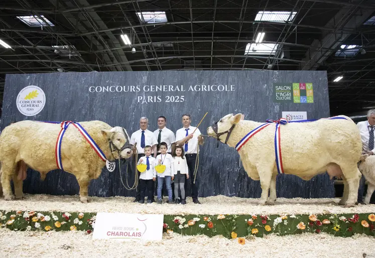 Taureau et vache suitée charolaise sur le podium du salon de l'agriculture 2025. Les rubans tricolores les marquent comme champions du concours.