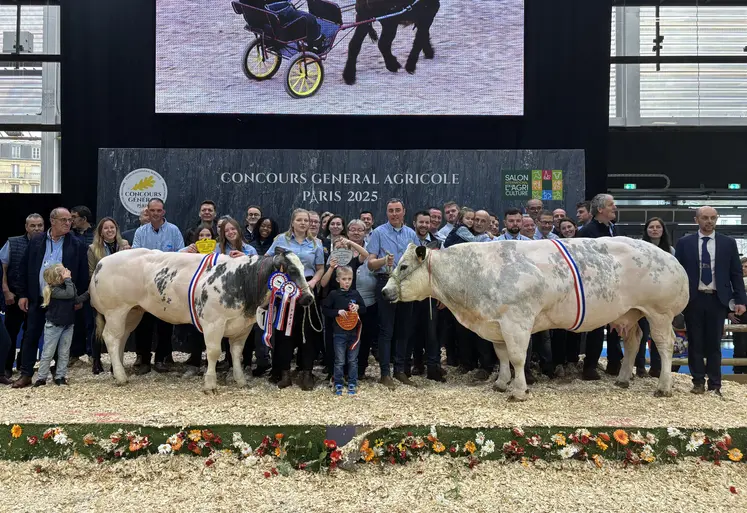 Concours général agricole 2025 race blanc bleu