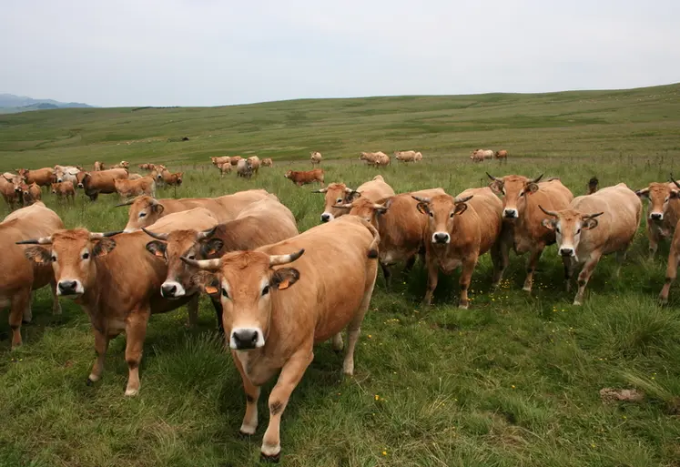 <em class="placeholder">vaches aubrac pâturage auvergne</em>