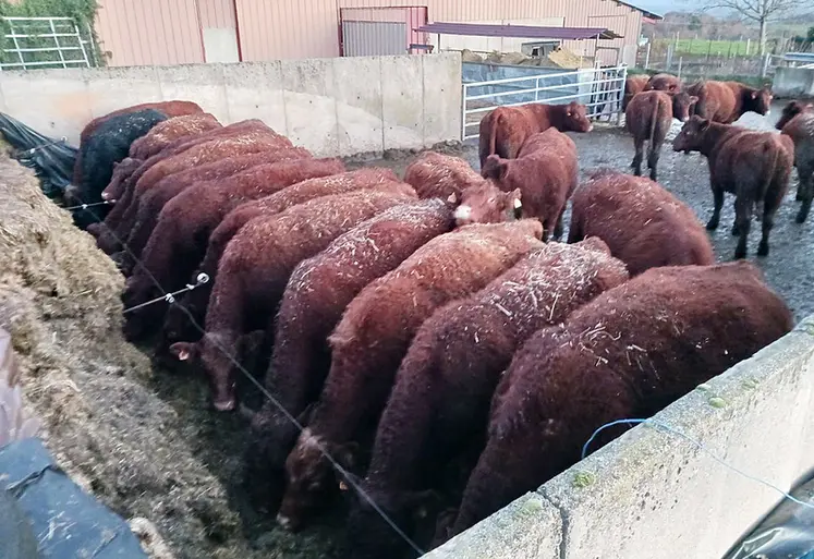 <em class="placeholder">vaches salers silo bâtiment alimentation hivernale</em>