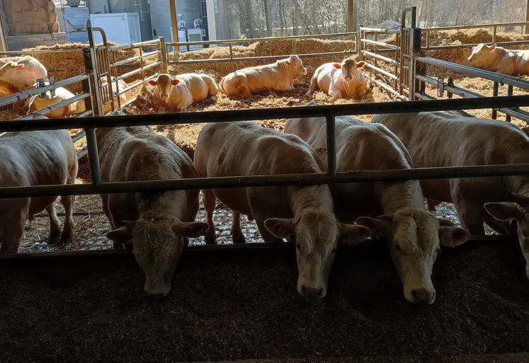 jeunes bovins charolais arvalis Saint-Hilaire-en-Wöevre