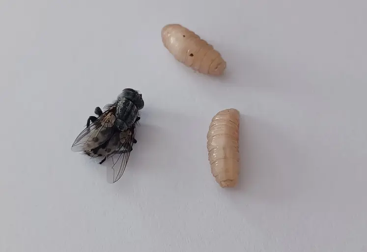 <em class="placeholder">wohlfahrtia magnifica mouche larves myiase élevage ovin bovin</em>