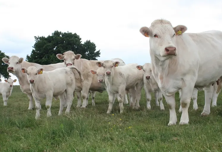 <em class="placeholder">vaches charolaises suitées au pré</em>