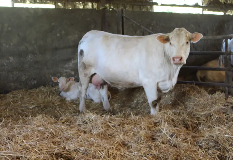 <em class="placeholder">vache charolaise veau nouveau-né</em>