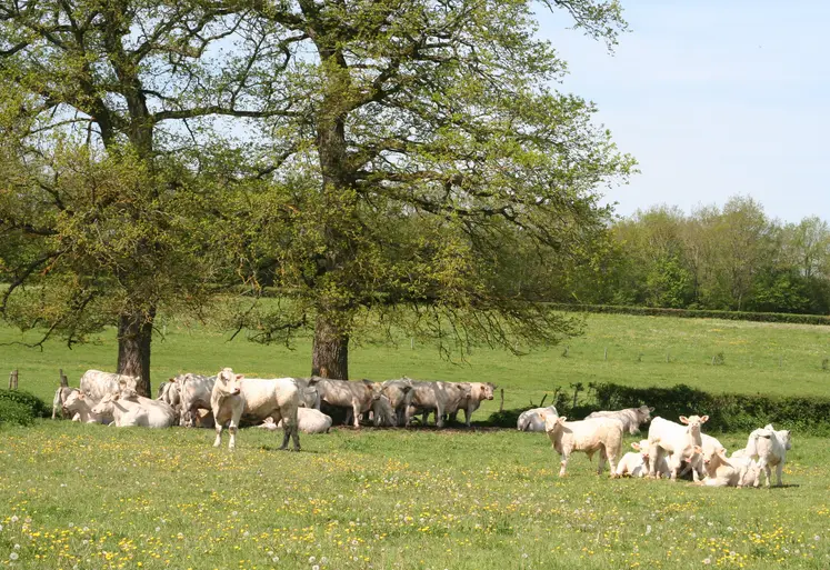vaches charolaises bourgogne prairie
