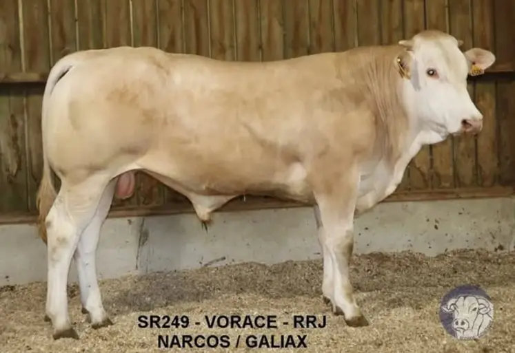 taureau blonde d'Aquitaine vente aux enchères