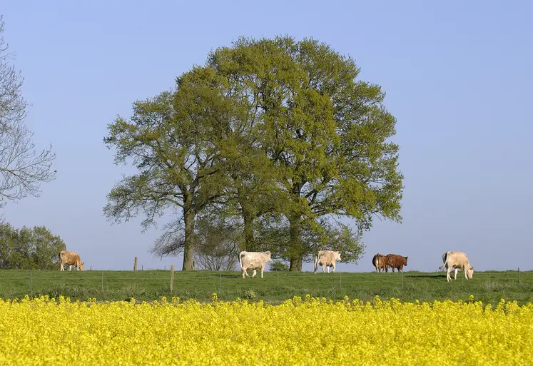 vaches allaitantes pâturage colza 