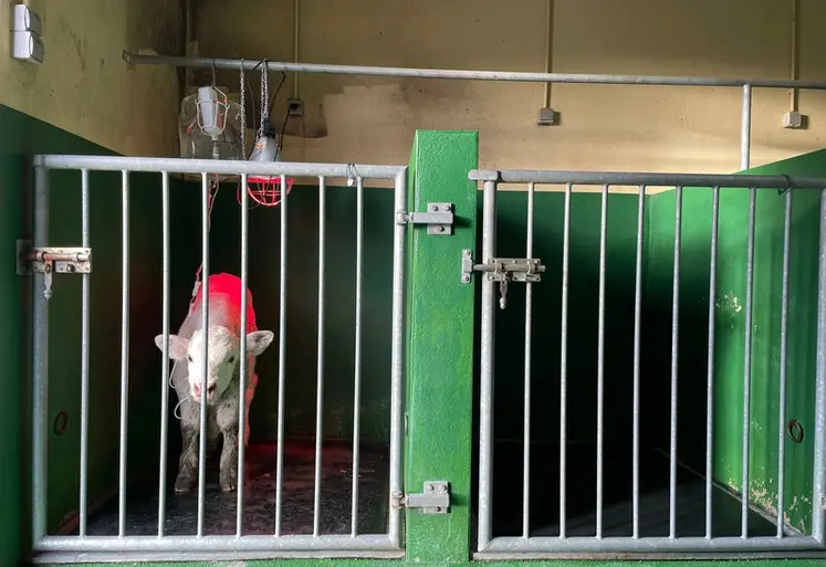 <em class="placeholder">Veau charolais âgé de quatre jours mis sous perfusion et hospitalisé pour cause de gastro-entérite néonatale à la clinique vétérinaire du Montaigu à Évron, en ...</em>