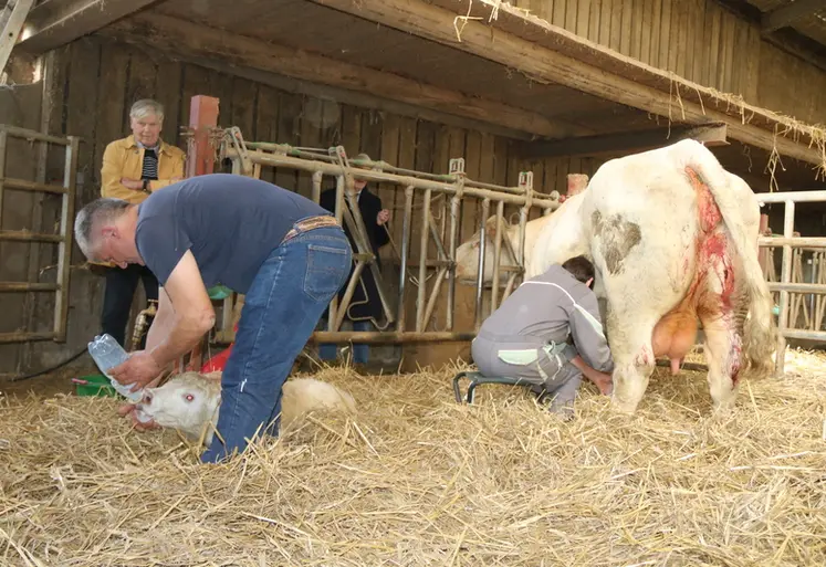 <em class="placeholder">Deux éleveurs bovins traient la vache charolaise et donnent le colostrum au veau nouveau-né</em>
