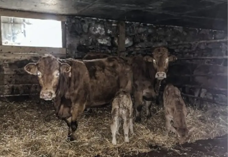 vaches limousines veau nouveau-nés bâtiment