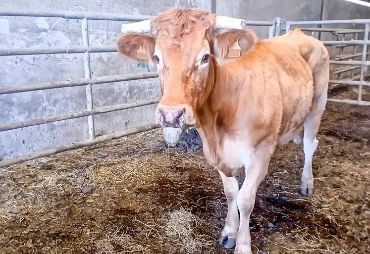 vache blonde d'Aquitaine atteinte de MHE