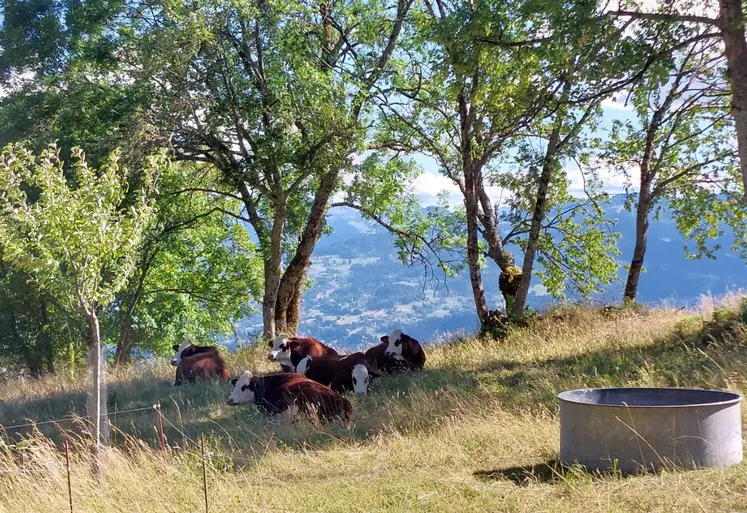 vaches abondance pâturage savoie