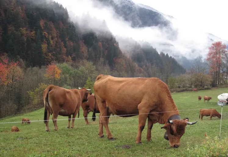 vaches tarines savoie 