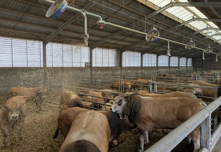 <em class="placeholder">L&#039;automate applique 4,5 kg de paille par taurillon en deux paillages sur la journée. Le circuit de paillage couvre six bâtiments plus ou moins anciens et de différentes ...</em>