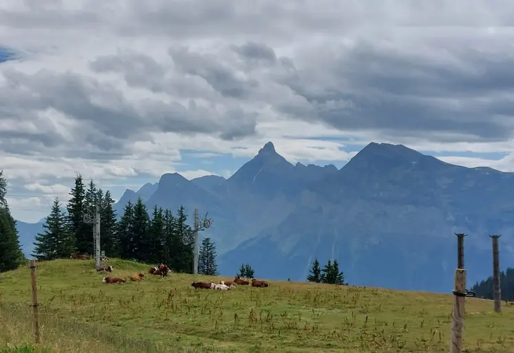 Haute-Savoie prairie troupeau bovin laitier
