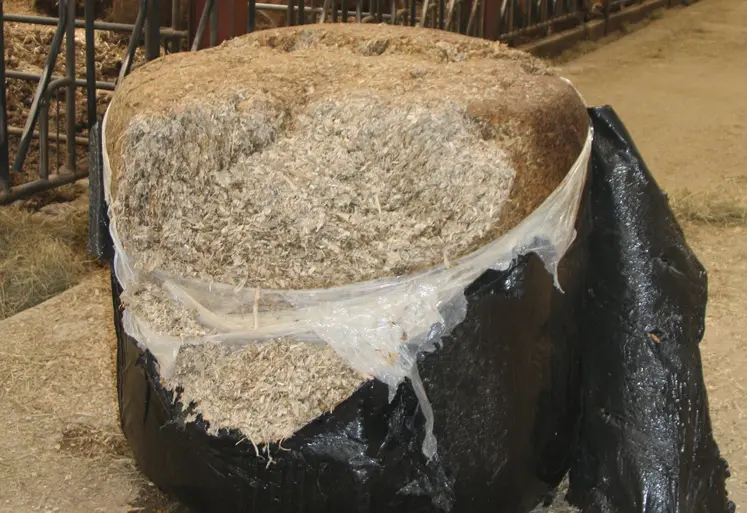 enrubannage maïs plante entière bovins viande
