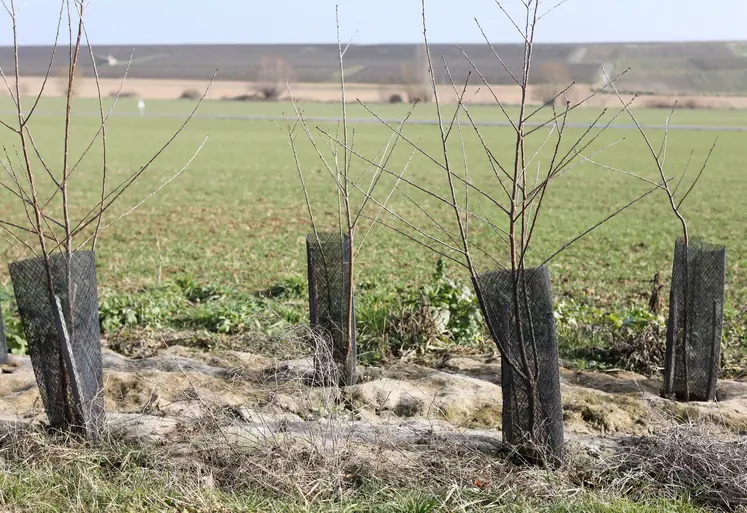 plantation haies Marne