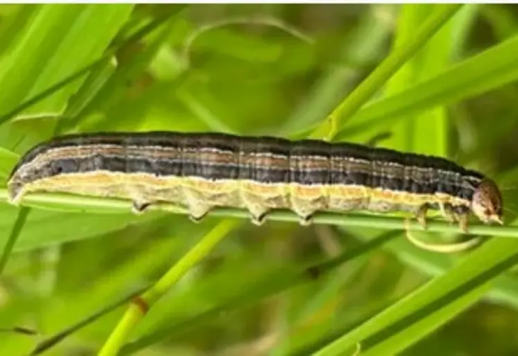 cirphis chenille des prairies Mythimna unipuncta
