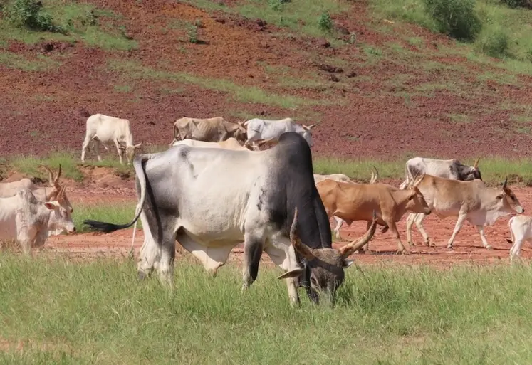 <em class="placeholder">bovin race gaubra dans le nord Sénégal  Credit </em>