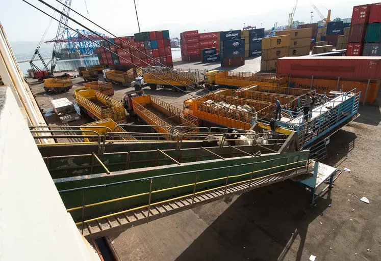 <em class="placeholder">Liban Beyrouth zébus sud américains débarquement bateau </em>