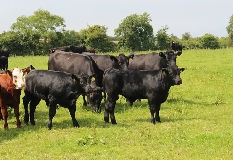 <em class="placeholder">Irlande vaches prairies angus hereford</em>