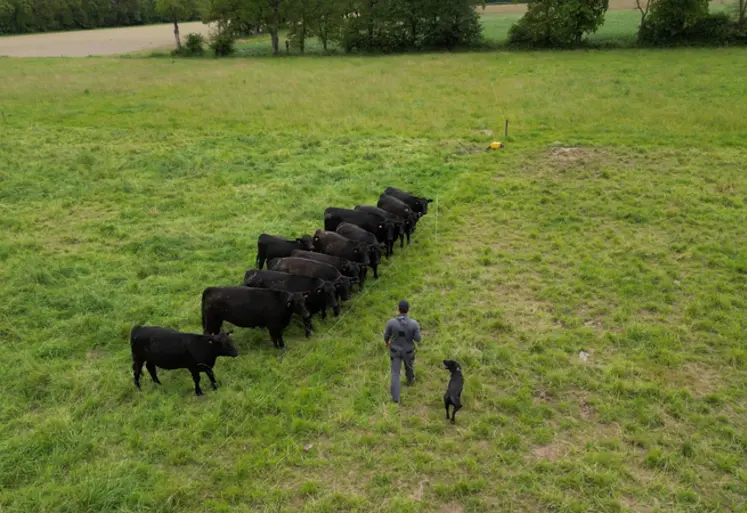 <em class="placeholder">éleveur troupeau bovin angus prairie vue drone</em>