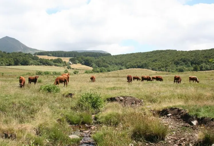 <em class="placeholder">vaches salers veaux pâturage Puy-de-Dôme</em>