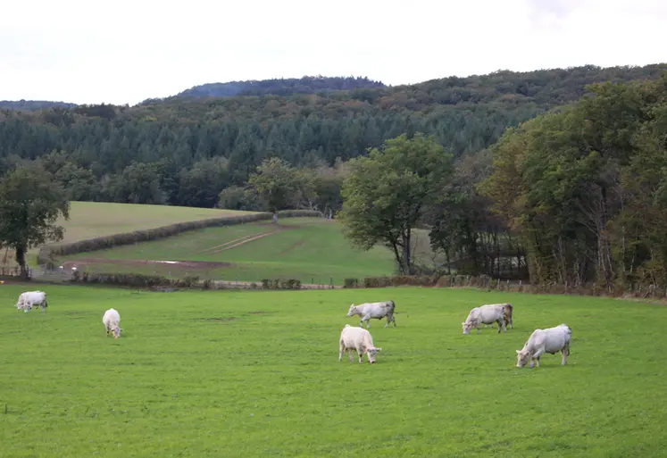 <em class="placeholder">Morvan Nièvre charolaises prairie</em>
