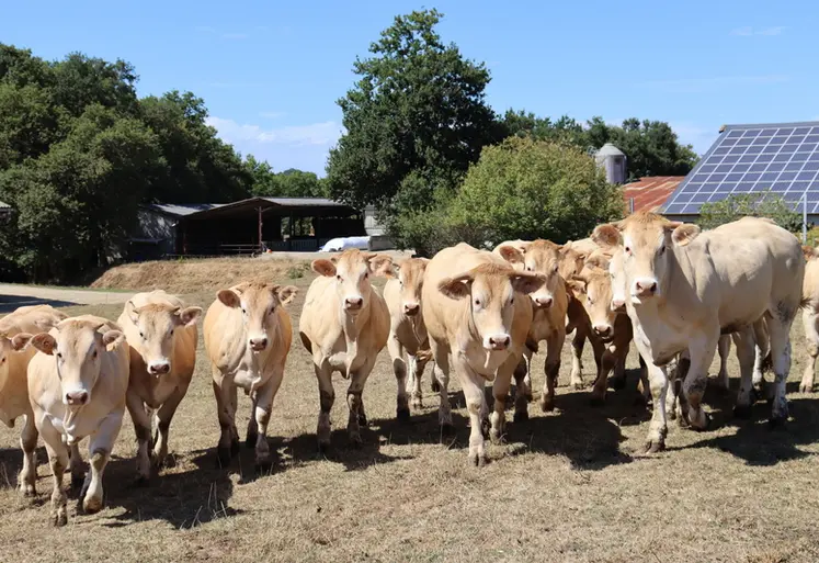 <em class="placeholder">élevage blondes d&#039;Aquitaine Landes</em>