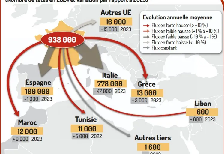 export broutards 2024 infographie