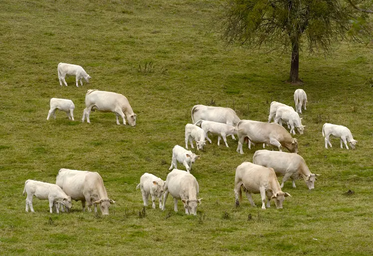 vaches choroalises suitées pâturage