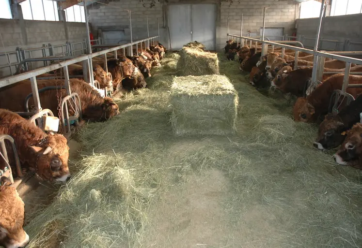 <em class="placeholder">station d'évaluation jeunes taureaux race Aubrac</em>