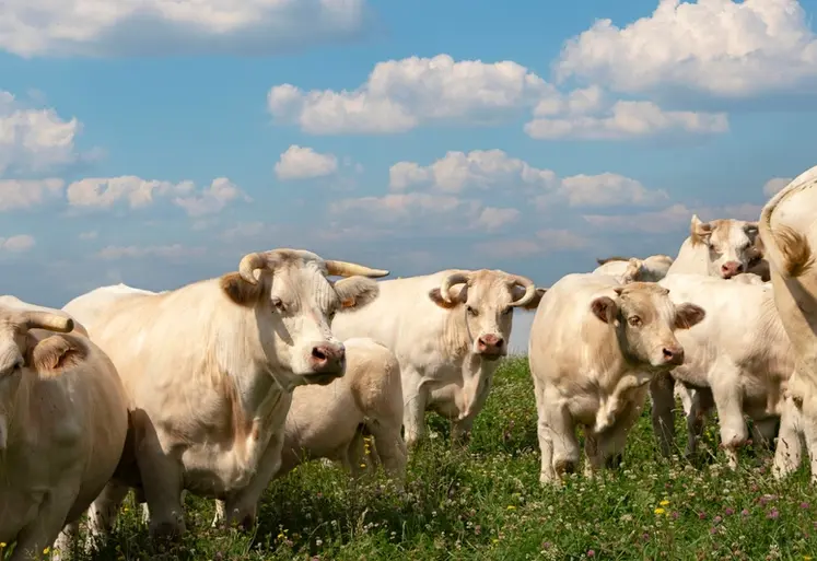 <em class="placeholder">troupeau charolaises pâturage </em>