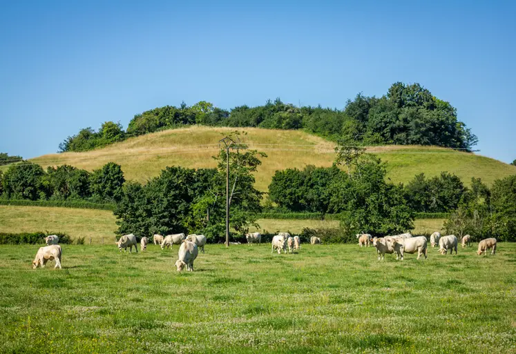 <em class="placeholder">Pâture - Charolais - EARL Dominique Compot (58)</em>