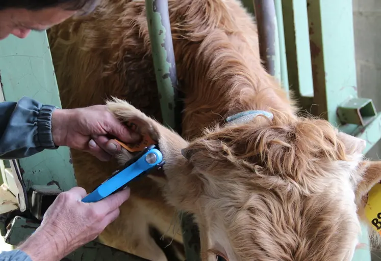 <em class="placeholder">prélèvemetn ADN cartilage oreille blonde d&#039;Aquitaine</em>