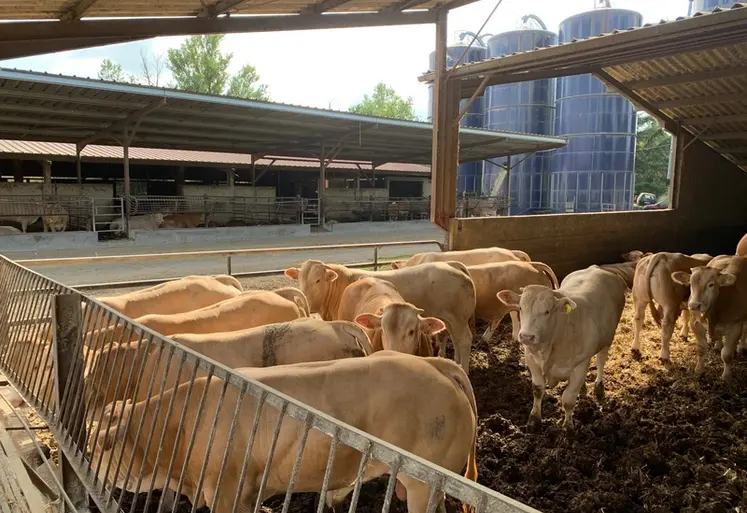 <em class="placeholder">jeunes bovins race blonde d&#039;Aquitaine en engraissement sur paille</em>