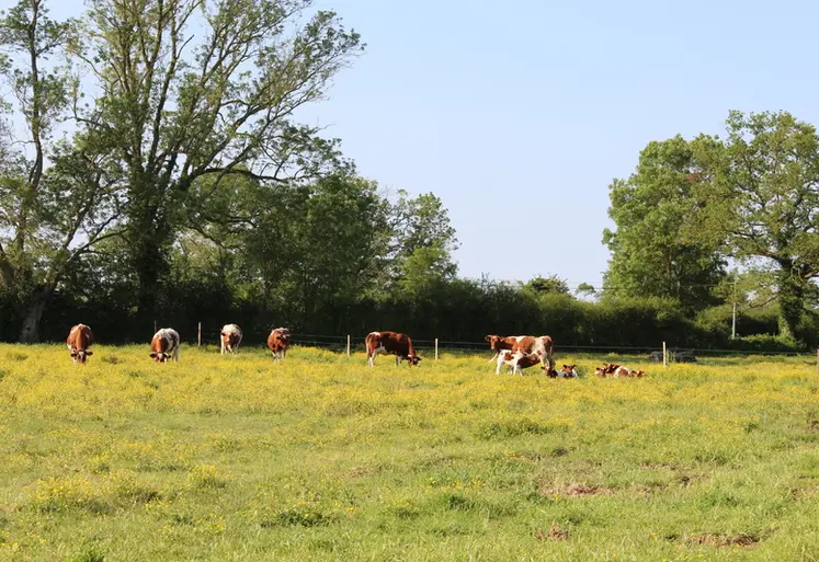 <em class="placeholder">vaches rouge des prés pâturage</em>