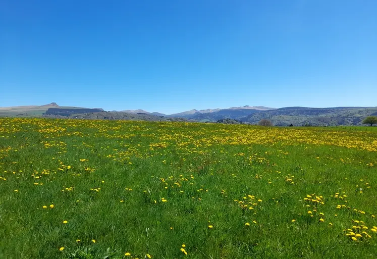 <em class="placeholder">prairie fleurs auvergne</em>