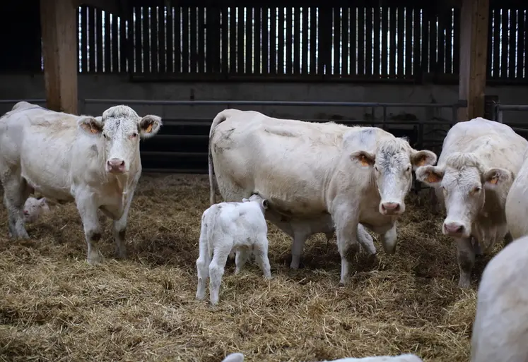 <em class="placeholder">Veterinaire effecuant une tournee chez des eleveurs de bovins charolais dans le departement de la Meuse.
Controle sanitaire sur des charolais.
</em>