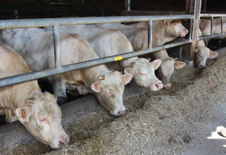 jeunes bovins charolais