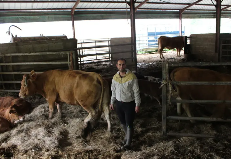 <em class="placeholder">élevage veaux sous la mère limousine Corrèze </em>