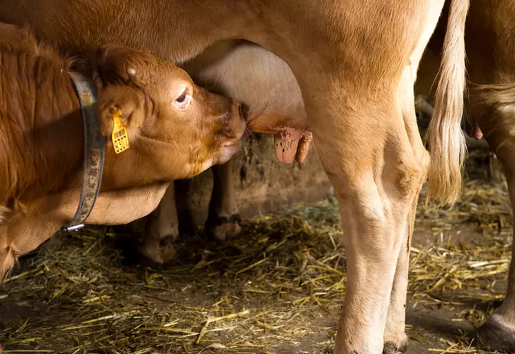 <em class="placeholder">Vaches+Veaux sous la mère </em>