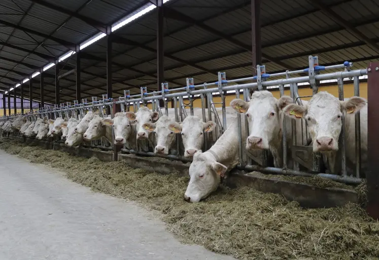 <em class="placeholder">Elevage de charolaises à la SCEA de Tameron, à Montillot dans l’Yonne</em>