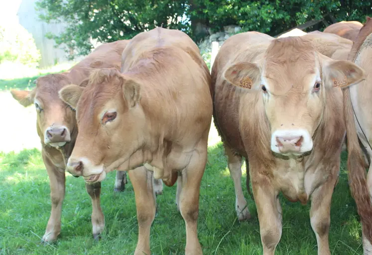 <em class="placeholder">génisses limousines pâturage mouches</em>