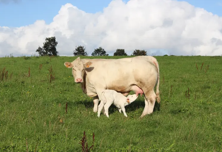 génisse charolaise allaitant son veau nouveau-né